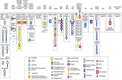 Recent Advances in the Role of Discoidin Domain Receptor Tyrosine Kinase 1 and Discoidin Domain Receptor Tyrosine Kinase 2 in Breast and Ovarian Cancer